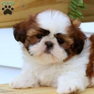 Julia, Shih Tzu Puppy
