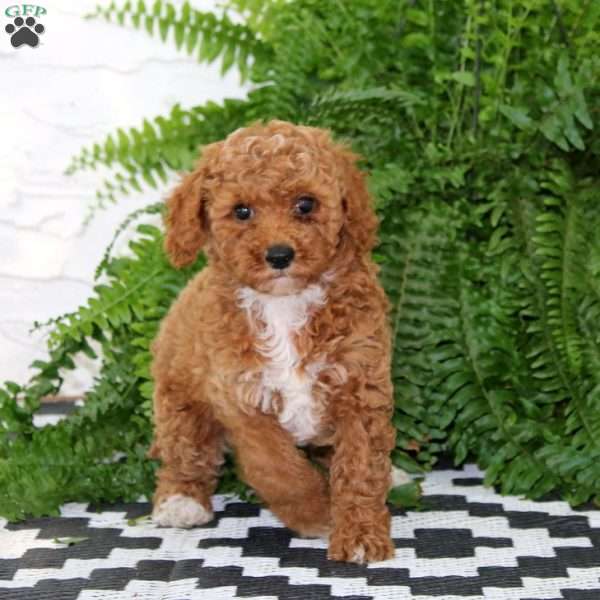 Julia, Miniature Poodle Puppy