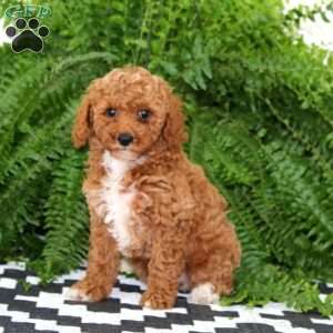 Julia, Miniature Poodle Puppy