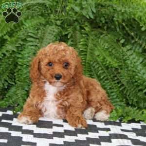 Julia, Miniature Poodle Puppy