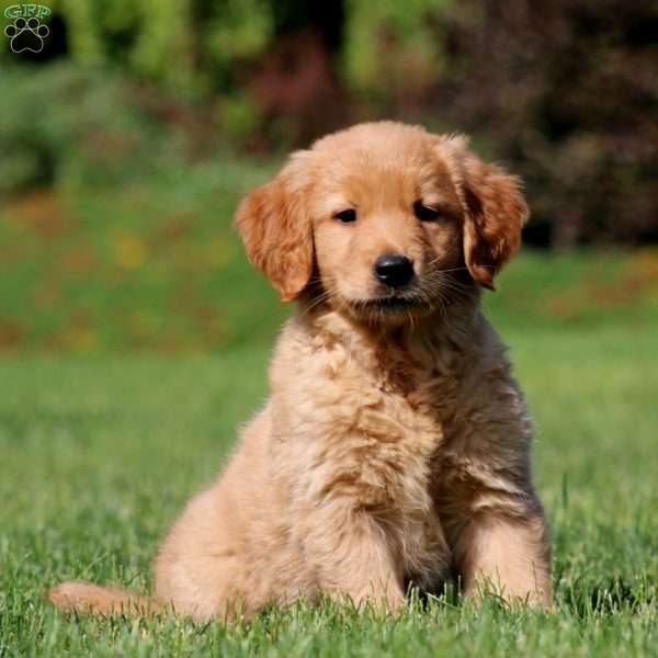 Julie, Golden Retriever Puppy
