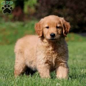 Julie, Golden Retriever Puppy