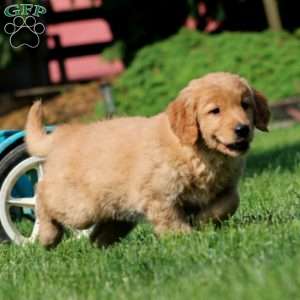 Julie, Golden Retriever Puppy