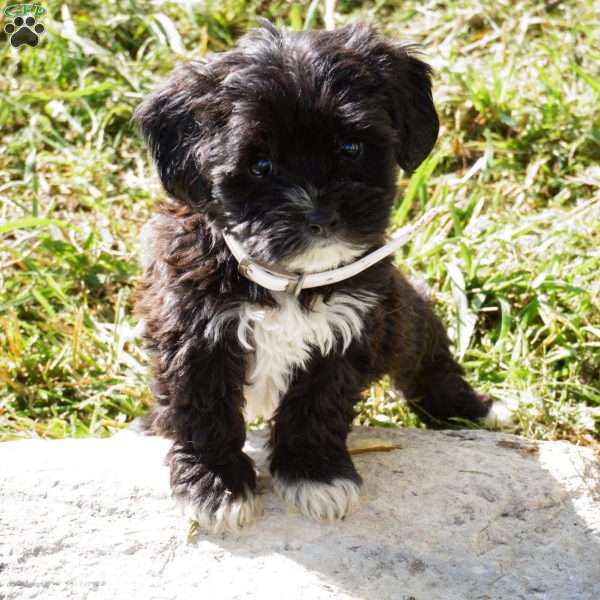 Julie, Yorkie-Chon Puppy