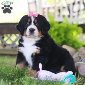 Juliet, Bernese Mountain Dog Puppy