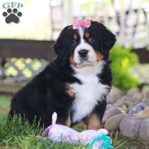 Juliet, Bernese Mountain Dog Puppy