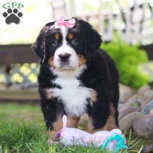 Juliet, Bernese Mountain Dog Puppy