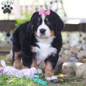 Juliet, Bernese Mountain Dog Puppy