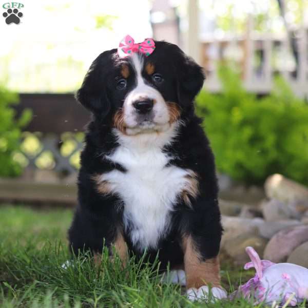 Juliet, Bernese Mountain Dog Puppy