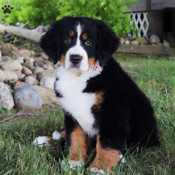 Juliet, Bernese Mountain Dog Puppy