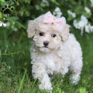 June, Toy Poodle Puppy