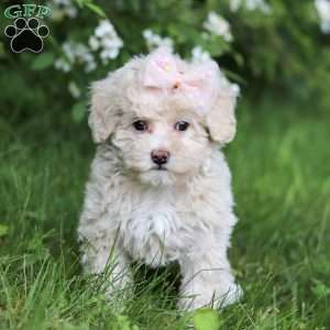 June, Toy Poodle Puppy
