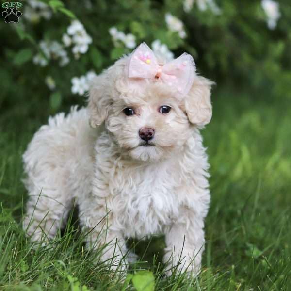 June, Toy Poodle Puppy