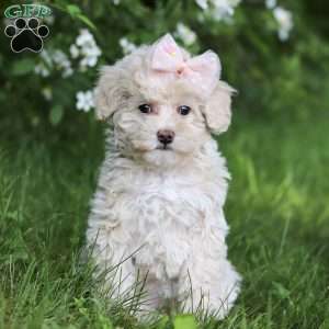 June, Toy Poodle Puppy