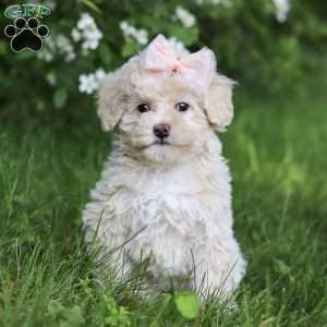 June, Toy Poodle Puppy