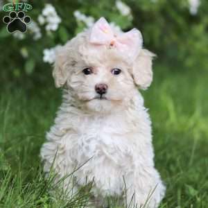 June, Toy Poodle Puppy