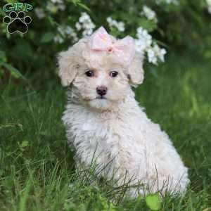 June, Toy Poodle Puppy