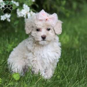 June, Toy Poodle Puppy