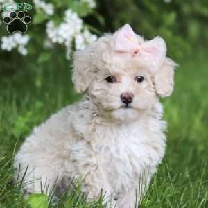 June, Toy Poodle Puppy