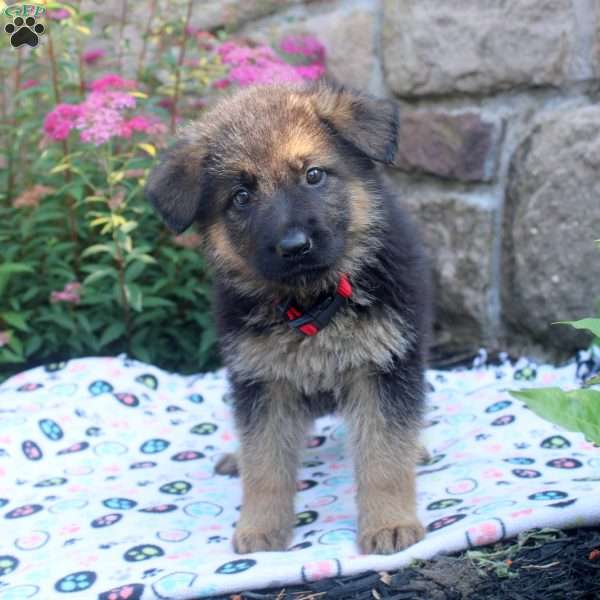 June, German Shepherd Puppy