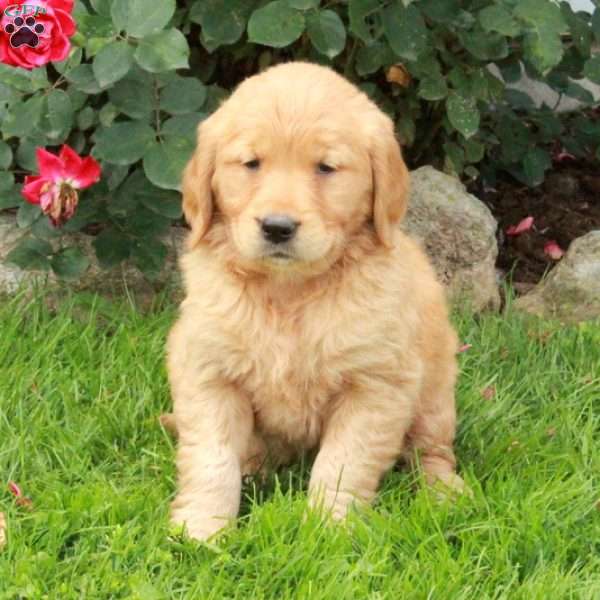 June, Golden Retriever Puppy