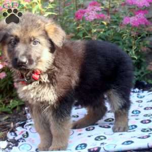 June, German Shepherd Puppy