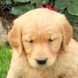 June, Golden Retriever Puppy