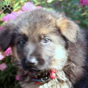 June, German Shepherd Puppy