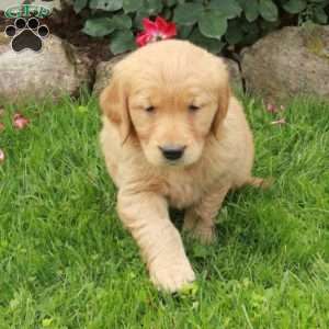 June, Golden Retriever Puppy