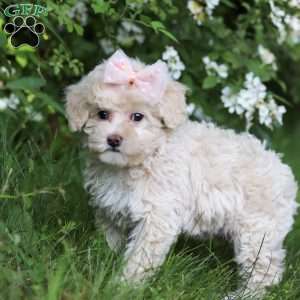 June, Toy Poodle Puppy