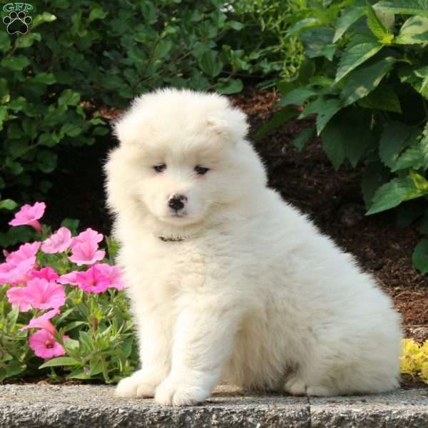Juno, Samoyed Puppy