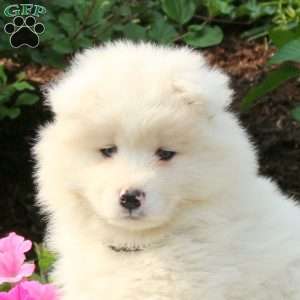 Juno, Samoyed Puppy