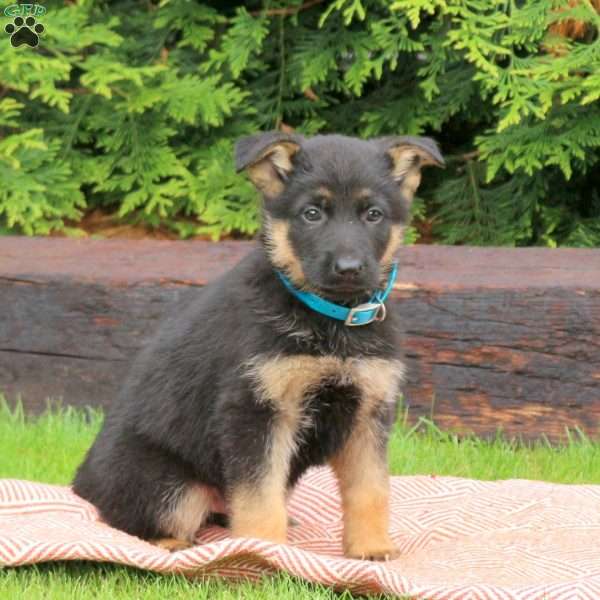 Jupiter, German Shepherd Puppy
