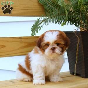 Jupiter, Shih Tzu Puppy