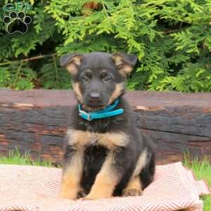 Jupiter, German Shepherd Puppy
