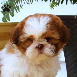 Jupiter, Shih Tzu Puppy