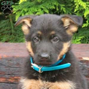Jupiter, German Shepherd Puppy