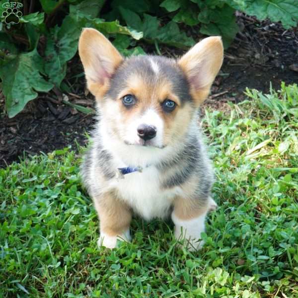 Justice, Pembroke Welsh Corgi Puppy