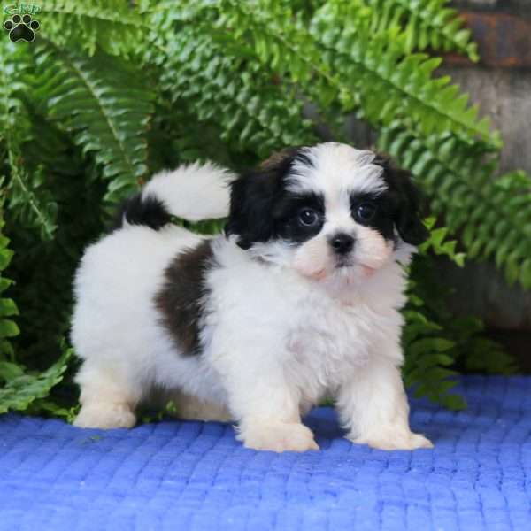 Justin, Teddy Bear Puppy