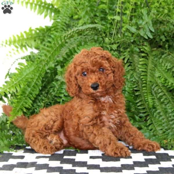 Justin, Miniature Poodle Puppy