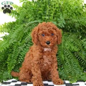 Justin, Miniature Poodle Puppy