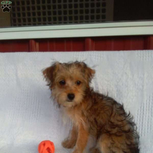 Olive, Yorkie Poo Puppy