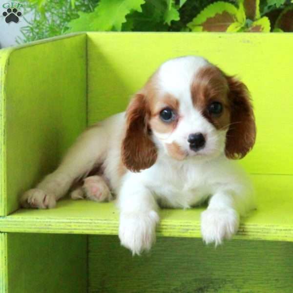 Kacie, Cavalier King Charles Spaniel Puppy