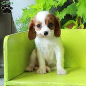 Kacie, Cavalier King Charles Spaniel Puppy