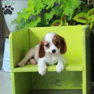 Kacie, Cavalier King Charles Spaniel Puppy