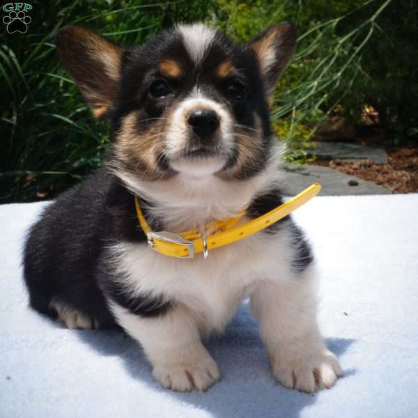 Kai, Pembroke Welsh Corgi Puppy