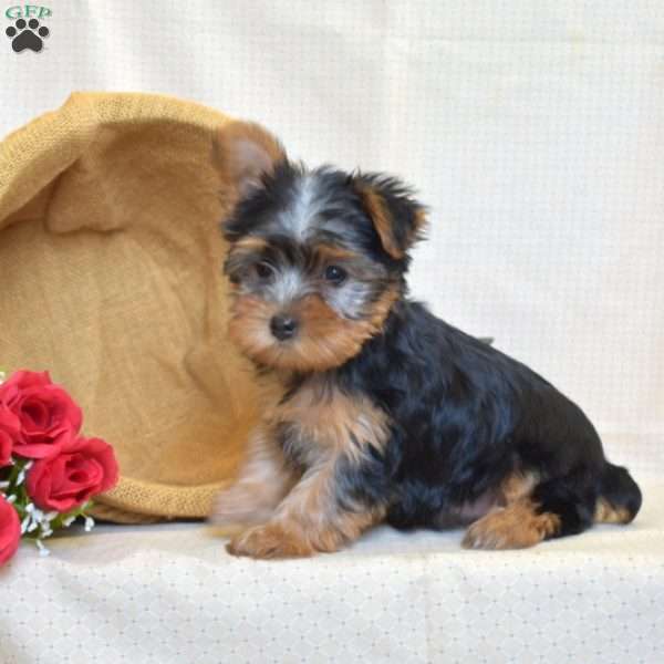 Kallie, Yorkie Puppy