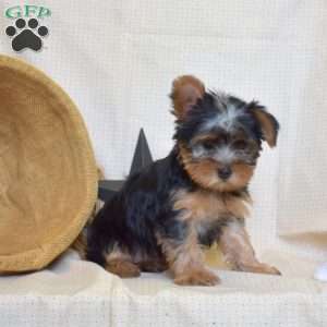 Kallie, Yorkie Puppy