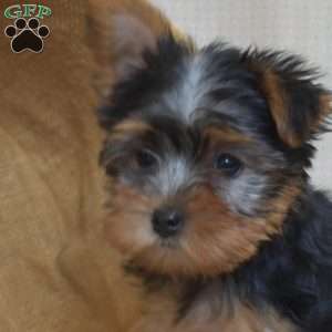 Kallie, Yorkie Puppy