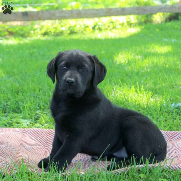 Kandace, Black Labrador Retriever Puppy